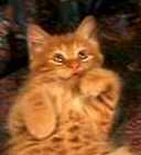 Tickle my tummy