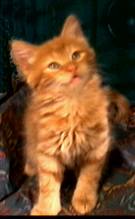 Ninito age 3 months