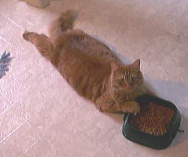 Me hungry, but don't want to get up....